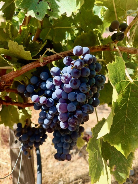 Grapes on the vine with natural wax on the skin. Photo © Karethe Linaae